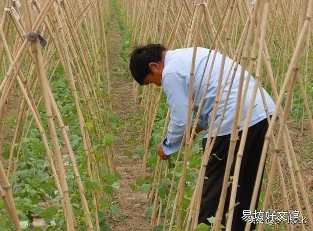豇豆直播要掌握哪些环节?