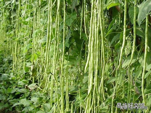 豇豆直播要掌握哪些环节?
