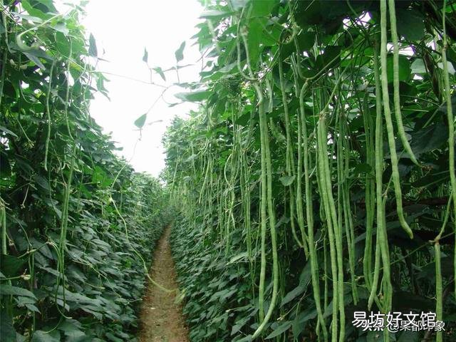 豇豆直播要掌握哪些环节?
