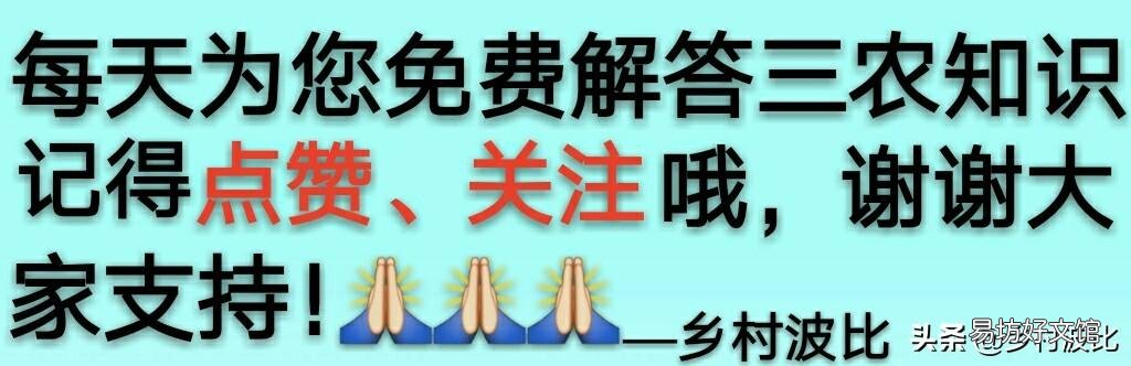 豇豆直播要掌握哪些环节?