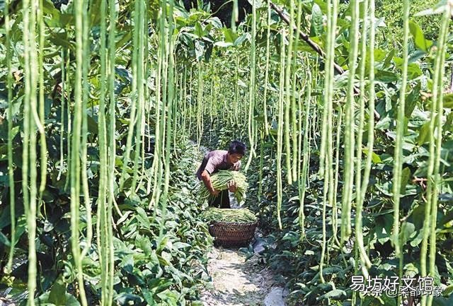 豇豆直播要掌握哪些环节?