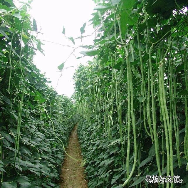 豇豆直播要掌握哪些环节?