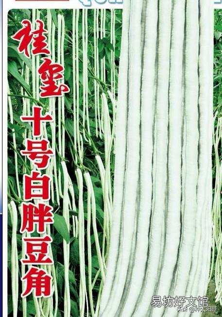 豇豆直播要掌握哪些环节?