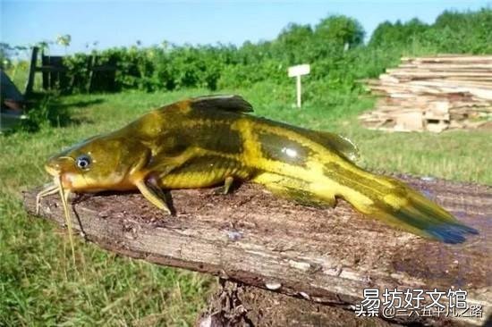 村里有一个自家的中型池塘，种植一些藕。如果养鱼，养无鳞鱼好？还是养有鳞鱼好？
