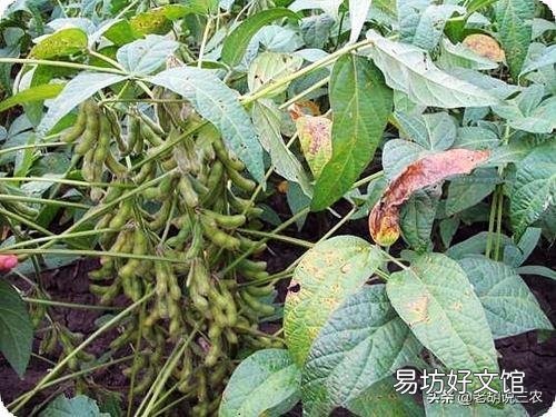 2019年下半年，糧價(jià)真的會(huì)漲嗎？