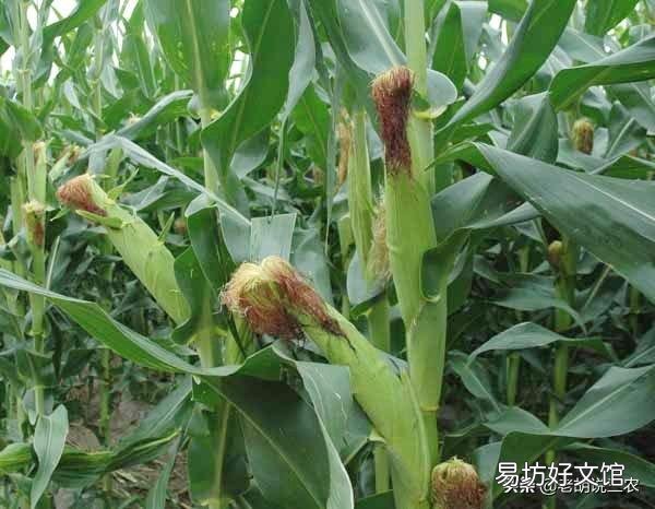 2019年下半年，糧價(jià)真的會(huì)漲嗎？