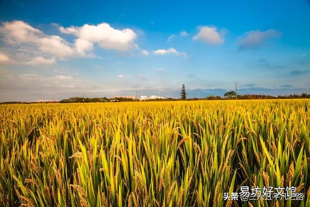 2019年下半年，糧價(jià)真的會(huì)漲嗎？