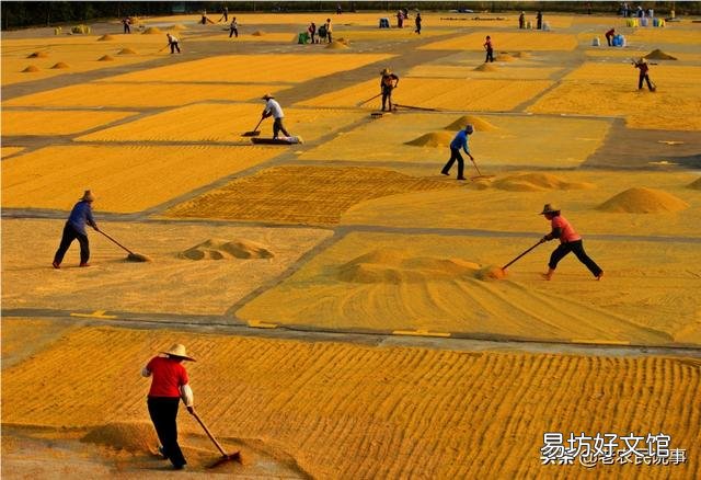 2019年下半年，糧價(jià)真的會(huì)漲嗎？