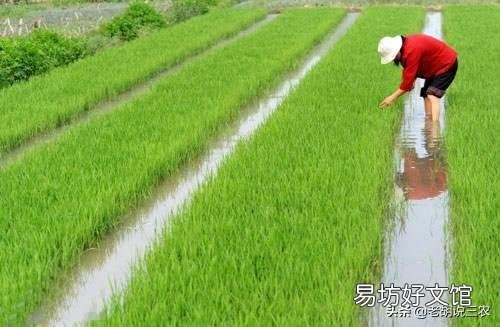 2019年下半年，糧價(jià)真的會(huì)漲嗎？
