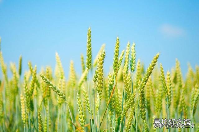 2019年下半年，糧價(jià)真的會(huì)漲嗎？