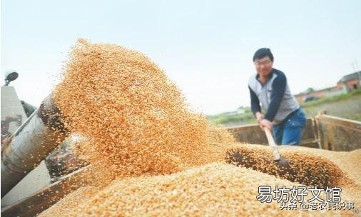 2019年下半年，糧價(jià)真的會(huì)漲嗎？