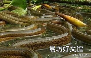 在农村，小暑为什么要吃黄鳝，小暑黄鳝赛人参是什么说法？