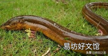 在农村，小暑为什么要吃黄鳝，小暑黄鳝赛人参是什么说法？