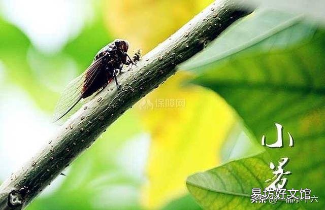 在农村，小暑为什么要吃黄鳝，小暑黄鳝赛人参是什么说法？