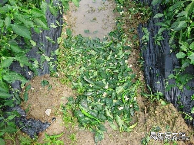 辣椒落叶怎么办?