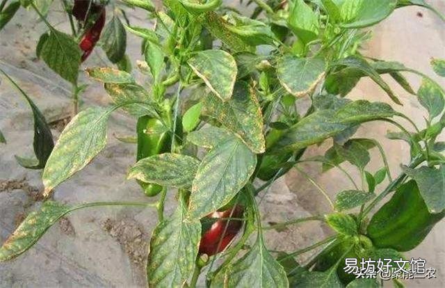 辣椒落叶怎么办?