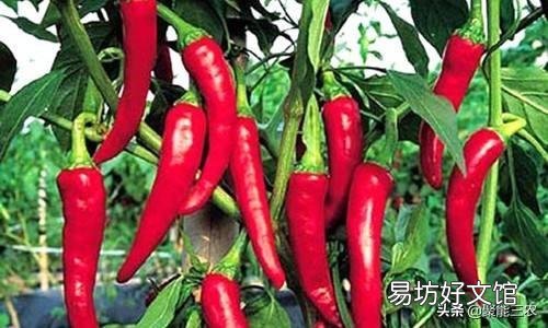 辣椒落叶怎么办?
