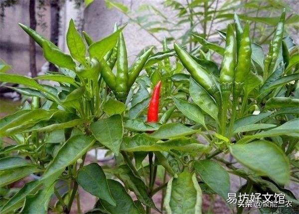 辣椒落叶怎么办?
