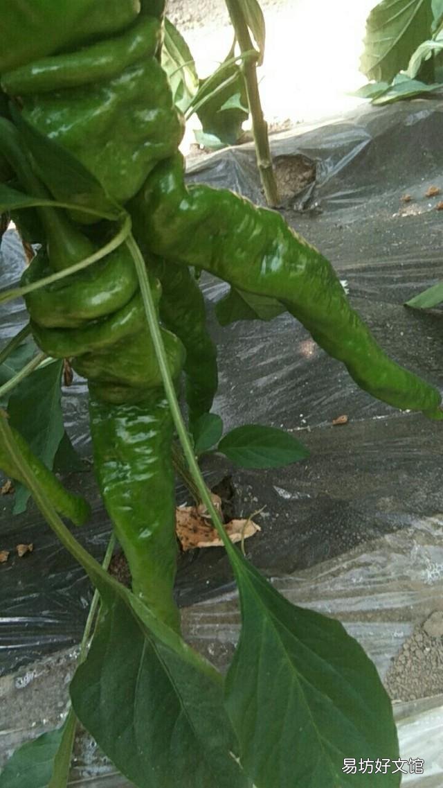 辣椒落叶怎么办?