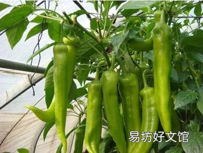 辣椒落叶怎么办?