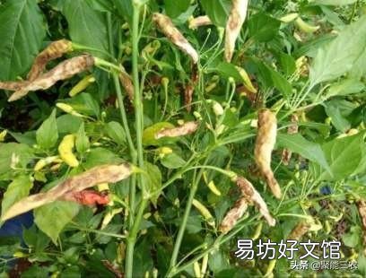 辣椒落叶怎么办?