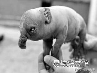 农村经常说“牛生麒麟猪生象”，有人见到过吗？听过猪生“象”，那牛能生“麒麟”吗？