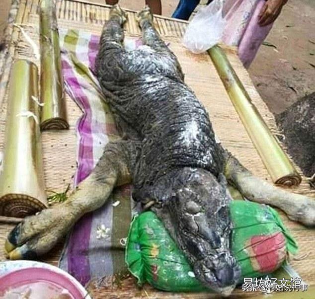 农村经常说“牛生麒麟猪生象”，有人见到过吗？听过猪生“象”，那牛能生“麒麟”吗？
