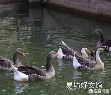 白鹅和灰鹅可以混养吗?