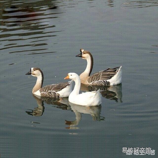 白鹅和灰鹅可以混养吗?
