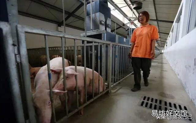 猪价跌多涨少,近期有些地方猪价为何持续下滑?