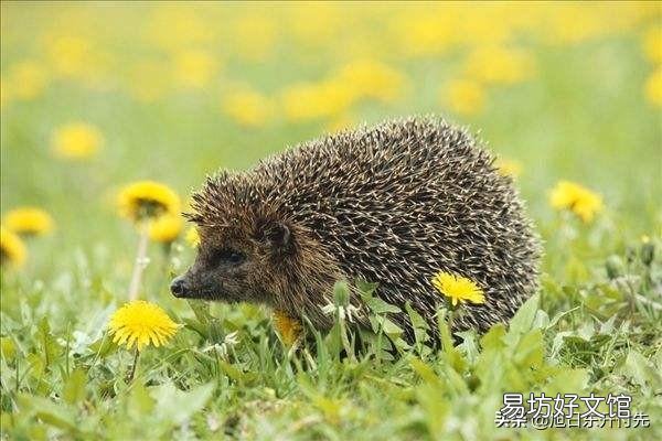 为什么现在农村很少能看到刺猬了?是什么原因造成的农村刺猬变少?