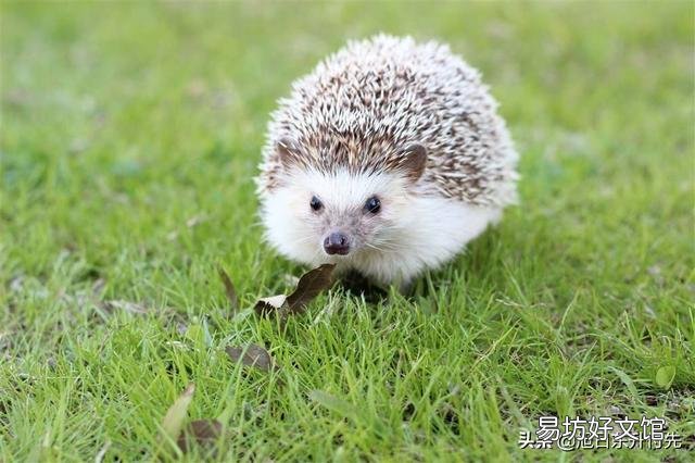 为什么现在农村很少能看到刺猬了?是什么原因造成的农村刺猬变少?