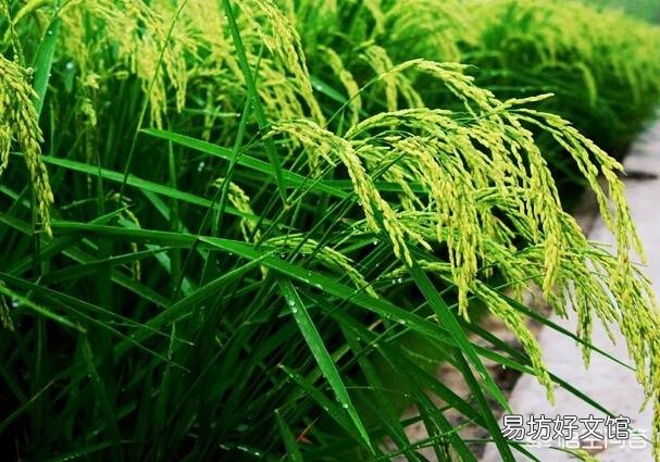 气温低,光照不足水稻分蘖指数低,如何才能提高水稻分蘖率?