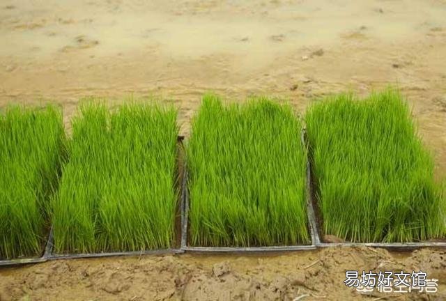 水稻插好秧后，什么时候施肥好？田间要怎么管理？