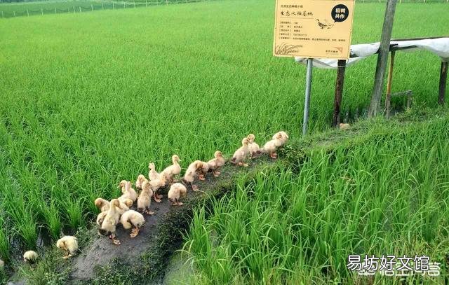 水稻插好秧后，什么时候施肥好？田间要怎么管理？