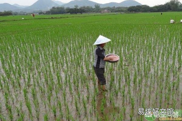 水稻插好秧后，什么时候施肥好？田间要怎么管理？