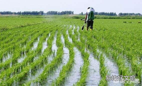 水稻插好秧后，什么时候施肥好？田间要怎么管理？