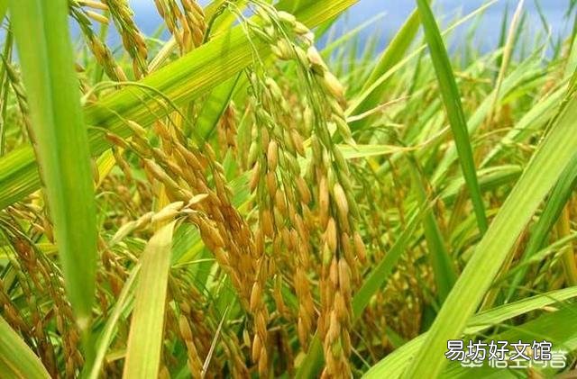 水稻插好秧后，什么时候施肥好？田间要怎么管理？