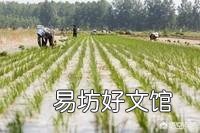 水稻插好秧后，什么时候施肥好？田间要怎么管理？