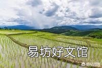 水稻插好秧后，什么时候施肥好？田间要怎么管理？