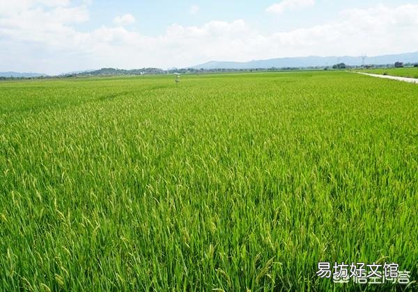 夏至来临,正是南方农村早稻抽穗之时,田间管理该注意哪些问题?