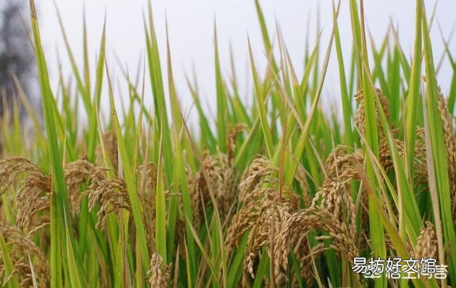 夏至来临,正是南方农村早稻抽穗之时,田间管理该注意哪些问题?