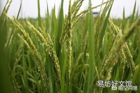 夏至来临,正是南方农村早稻抽穗之时,田间管理该注意哪些问题?