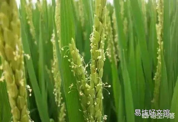夏至来临,正是南方农村早稻抽穗之时,田间管理该注意哪些问题?