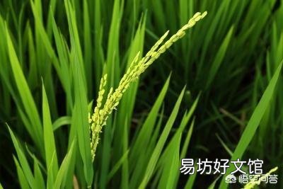 夏至来临,正是南方农村早稻抽穗之时,田间管理该注意哪些问题?