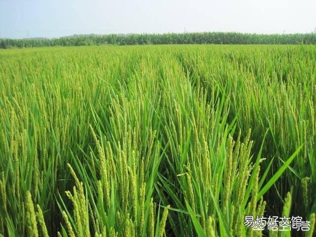 夏至来临,正是南方农村早稻抽穗之时,田间管理该注意哪些问题?