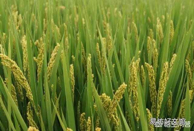 夏至来临,正是南方农村早稻抽穗之时,田间管理该注意哪些问题?