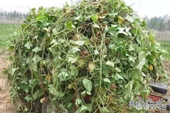 你觉得红薯收获后剩下的红薯藤蔓有什么用处呢?