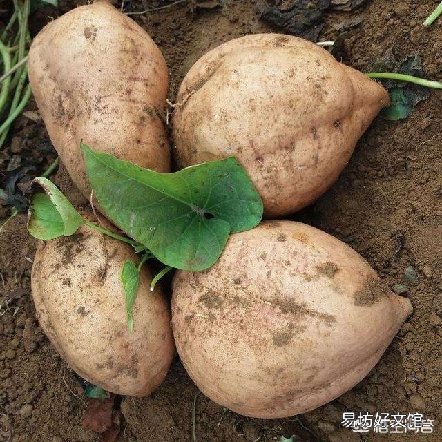 你觉得红薯收获后剩下的红薯藤蔓有什么用处呢?