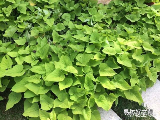 你觉得红薯收获后剩下的红薯藤蔓有什么用处呢?